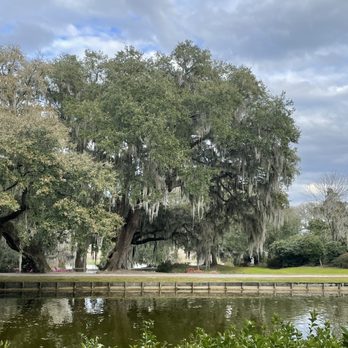 Middleton Place - Old oaks - Museums Near Me - Charleston, South Carolina Middleton Place - Old oaks - Museums Near Me - Charleston, South Carolina