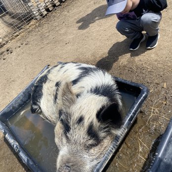 SoCalMiniPigs - Pet Breeders Near Me - Valley Center, California SoCalMiniPigs - Pet Breeders Near Me - Valley Center, California