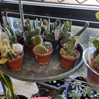 The Plant Shoppe Florist - Cactii - Cards & Stationery Near Me - Gainesville, Florida The Plant Shoppe Florist - Cactii - Cards & Stationery Near Me - Gainesville, Florida