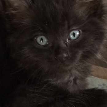 SPCA of Texas - Baby Pushpa, my daughters rescue kitten .  03/30/17 ( Pushpa means Flower / Blossom,  in Hindi / Indian.) - Animal Shelters Near Me - Dallas, Texas