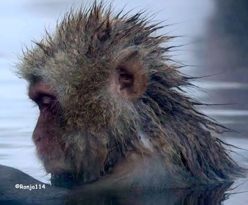 Jigokudani Yaen-Koen by null