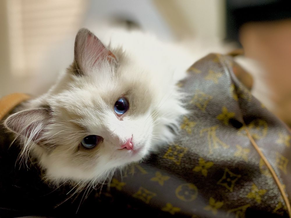 RUMI RAGDOLLS Updated October 2024 24 Photos Fairfax, Virginia