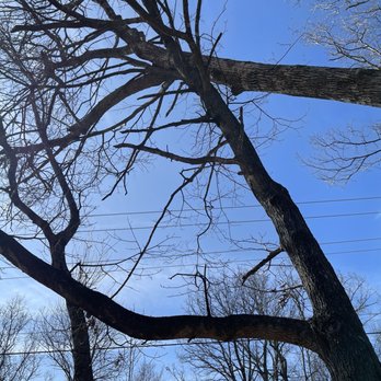 Treesout Express - The balance act - Tree Services Near Me - Seligman, Missouri Treesout Express - The balance act - Tree Services Near Me - Seligman, Missouri