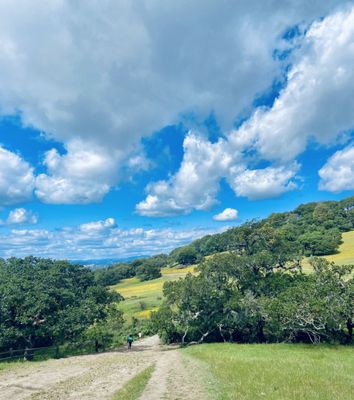 Taylor Mountain Regional Park by null