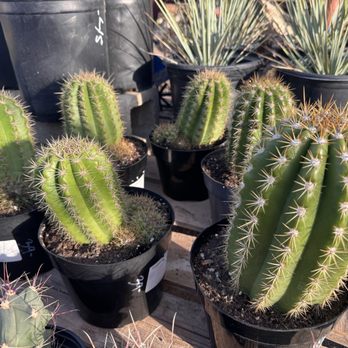 Cactus Mart - Nurseries & Gardening Near Me - Morongo Valley, California
