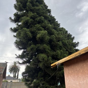 Affordable Tree Care - Tree before being serviced. - Tree Services Near Me Affordable Tree Care - Tree before being serviced. - Tree Services Near Me