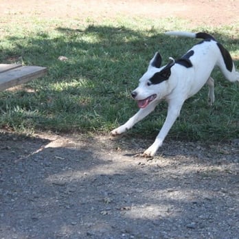 The Canine Connection - Action shot! - Pet Training Near Me - Chico, California