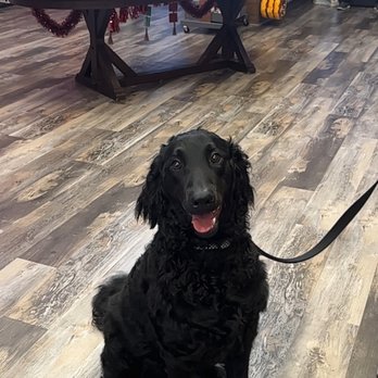 Woof Gang - Pet Stores Near Me - Tomball, Texas Woof Gang - Pet Stores Near Me - Tomball, Texas
