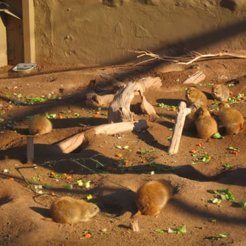 Phoenix Zoo - Zoos Near Me - Phoenix, Arizona Phoenix Zoo - Zoos Near Me - Phoenix, Arizona