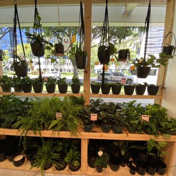 Mari’s Urban Garden - Nurseries & Gardening Near Me - Honolulu, Hawaii