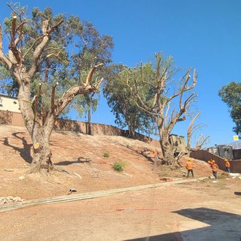 Dario Tree Trimming - Tree Services Near Me - Sylmar, California