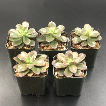 NorCal Succulent Shop - Succulent Inventory - Nurseries & Gardening Near Me - Martinez, California NorCal Succulent Shop - Succulent Inventory - Nurseries & Gardening Near Me - Martinez, California