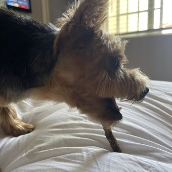 Healthy Spot - Long Beach - Right side - Pet Sitting Near Me - Long Beach, California Healthy Spot - Long Beach - Right side - Pet Sitting Near Me - Long Beach, California