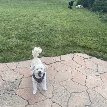 Monster Pest Control - The dogs love living wasp free! - Pest Control Near Me