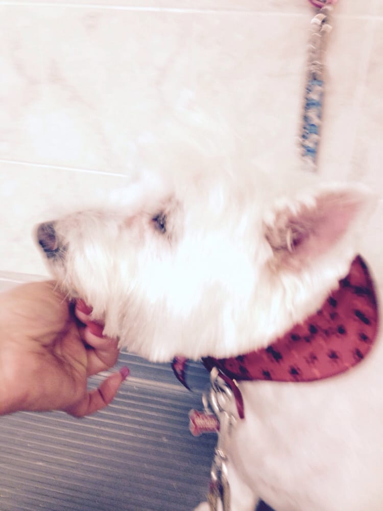 KB Doggies Image