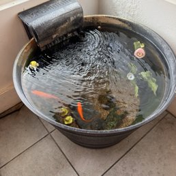Koi fish Koi fish