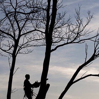Precision Tree Service - Tree Services Near Me - Westville, New Jersey Precision Tree Service - Tree Services Near Me - Westville, New Jersey