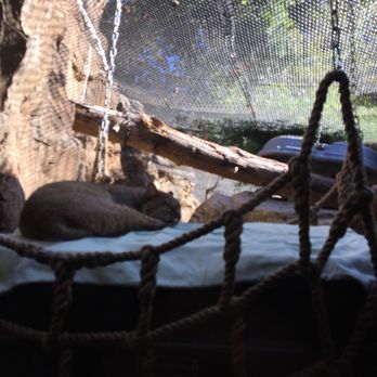 CuriOdyssey - Bobcat - Zoos Near Me - San Mateo, California