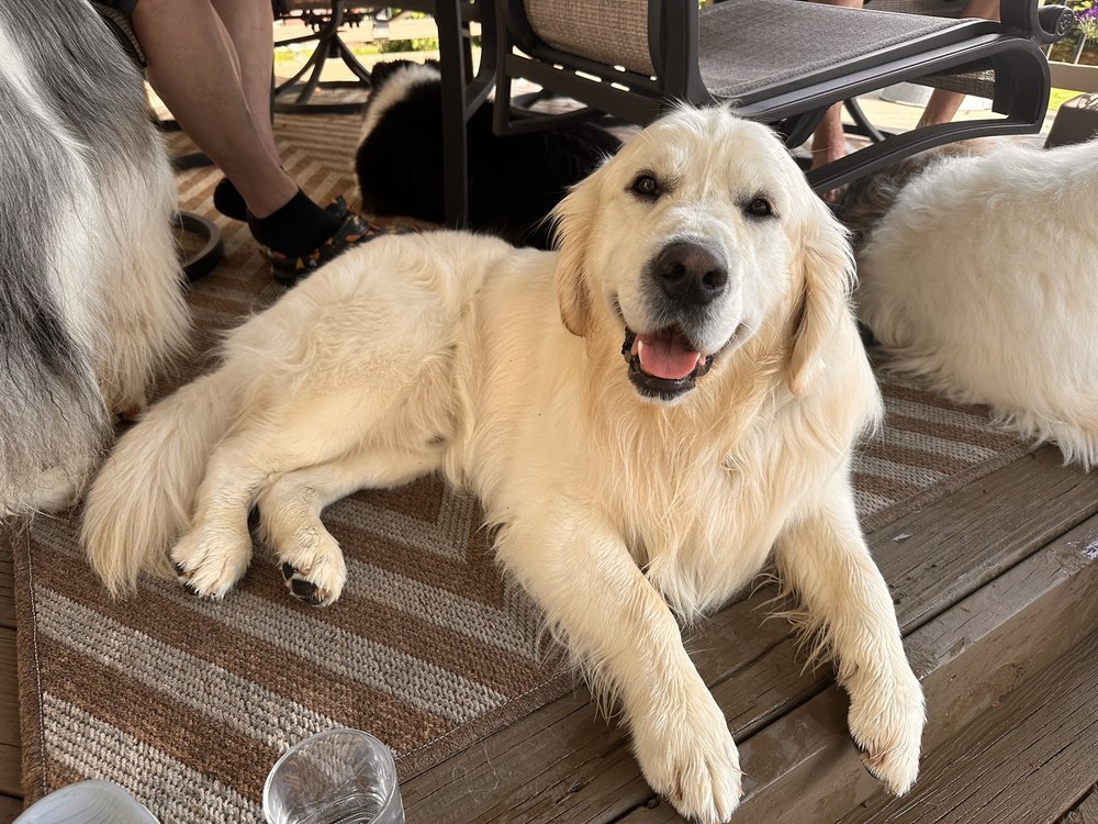 PITTSFIELD PET CARE Updated August 2024 17 Reviews 6011 W