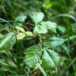 Spencer Butte - With spring comes fresh poison oak, growing alongside of the trail.