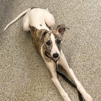 Karma Dog Training - My crazy little whip, Winnie, in a down & Stay! - Pet Training Near Me Karma Dog Training - My crazy little whip, Winnie, in a down & Stay! - Pet Training Near Me