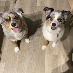 Happy dogs!
