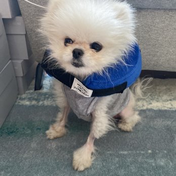Puppy For Me - Puppy - Pet Breeders Near Me Puppy For Me - Puppy - Pet Breeders Near Me