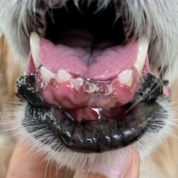 Victory Bark Veterinary Clinic - After surgery. - Veterinarians Near Me - Dallas, Texas Victory Bark Veterinary Clinic - After surgery. - Veterinarians Near Me - Dallas, Texas