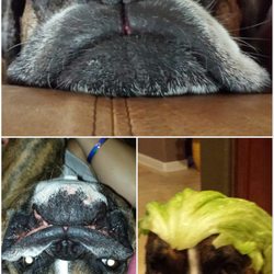 Lone Star Boxer Rescue - Pepper, loving her forever home thanks to Lone Star Boxer Rescue!