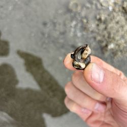 Seaside Beach - Hermit crab
