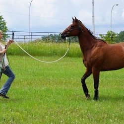 Tranquility Horsemanship