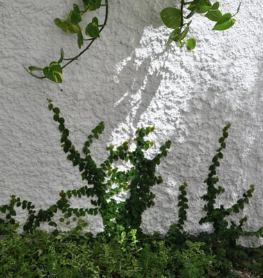 Casa do Barão by null