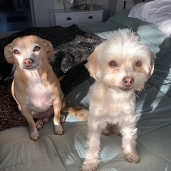 Oh My Dog! Grooming - Pet Groomers Near Me - Murrieta, California Oh My Dog! Grooming - Pet Groomers Near Me - Murrieta, California