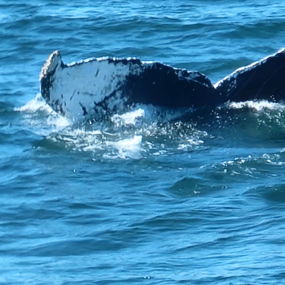 Bar Harbor Whale Watch - Whale Watching Tours Near Me - Bar Harbor, Maine