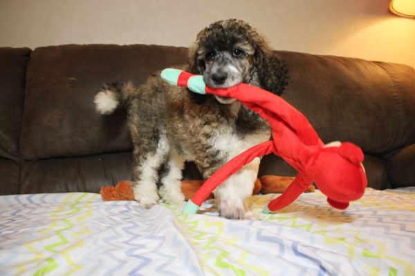 raven rock standard poodles