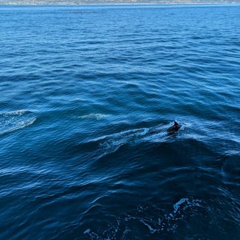 Davey's Locker - I have a lot of videos but not a lot of photos. - Fishing Near Me - Newport Beach, California