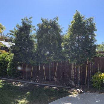 Moon Valley Nurseries - Podocarpus trees - Landscaping Near Me - Escondido, California