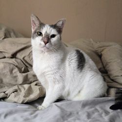 The Cat Clinic