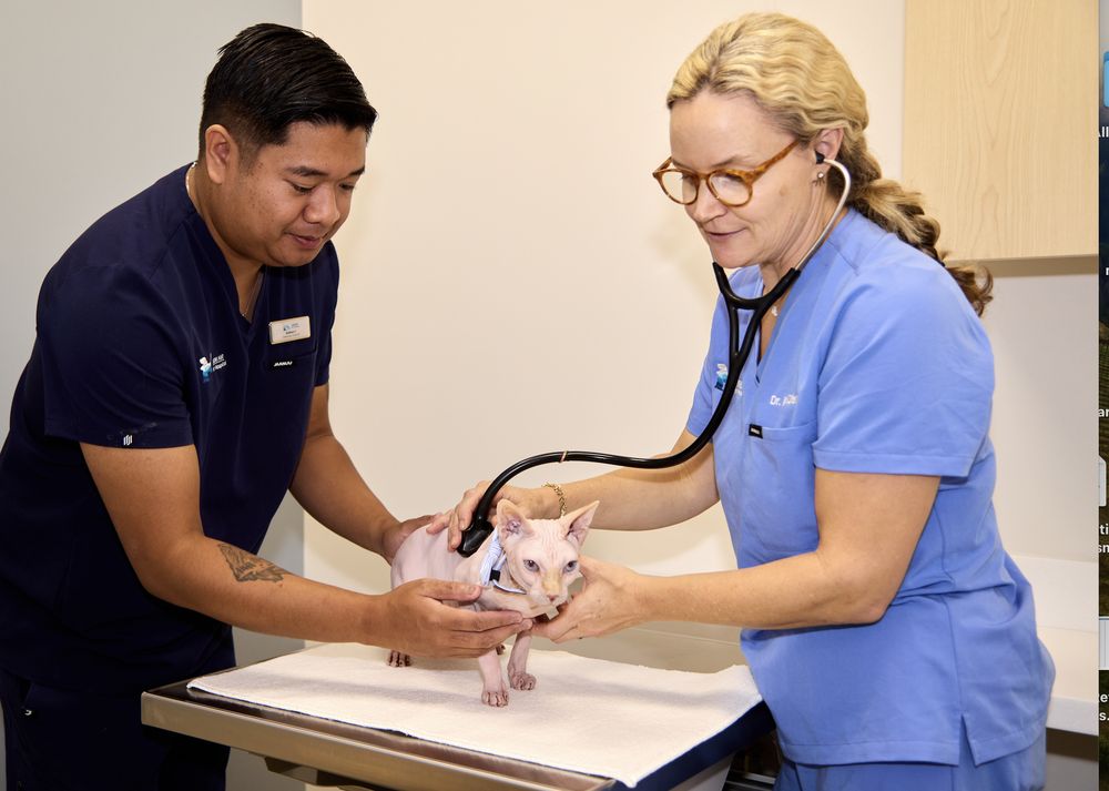 Bon Air Pet Hospital