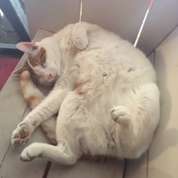 Security Cat.