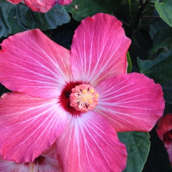 Houston Garden Centers - Pink paradise hibiscus - Nurseries & Gardening Near Me - League City, Texas Houston Garden Centers - Pink paradise hibiscus - Nurseries & Gardening Near Me - League City, Texas