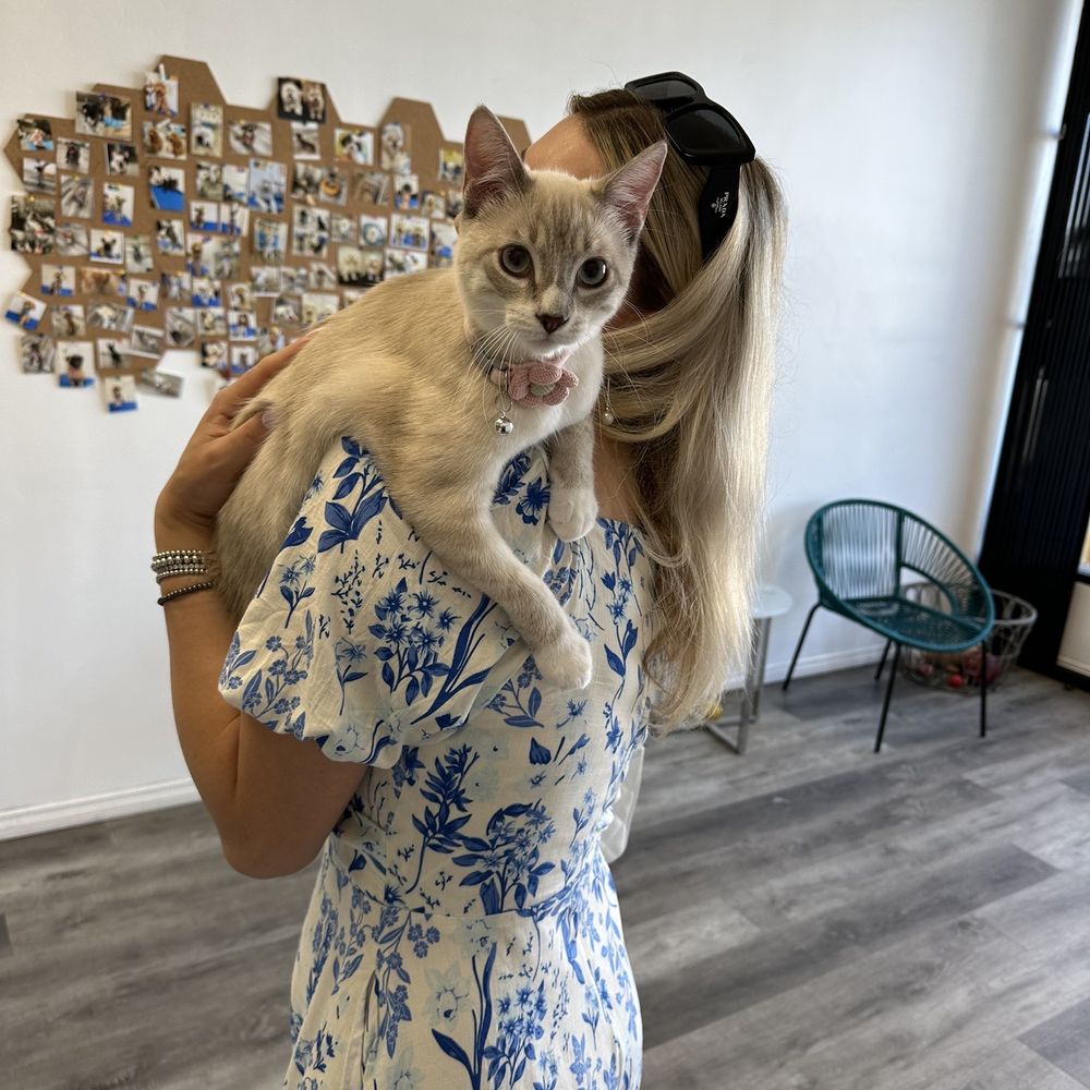 Pet Beloved - Pet Groomers Near Me - San Diego, California Pet Beloved - Pet Groomers Near Me - San Diego, California