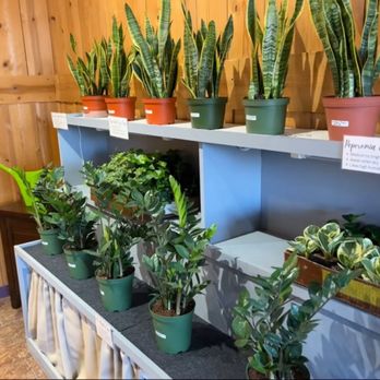 Firefly Plants & More - Larger plants - Honey Near Me - Sevierville, Tennessee