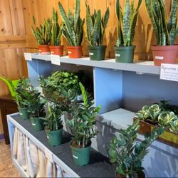 Firefly Plants & More - Larger plants