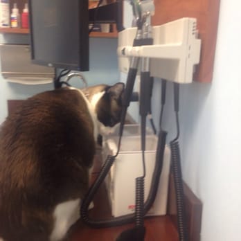 Forever Vets - Suki found the jar of treats! - Veterinarians Near Me - Jacksonville, Florida