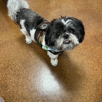Furry Land Mobile Grooming - Shadow after grooming. - Pet Groomers Near Me