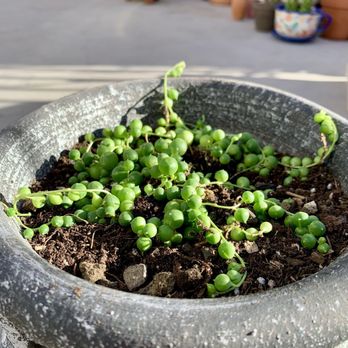 Star Nursery - Nurseries & Gardening Near Me - Las Vegas, Nevada