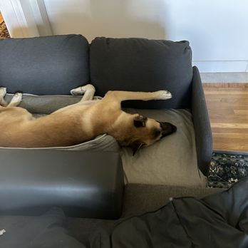 FUReverFUN Dog Care Services - Dead asleep after daycare - Pet Boarding Near Me - San Francisco, California FUReverFUN Dog Care Services - Dead asleep after daycare - Pet Boarding Near Me - San Francisco, California
