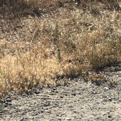 Fort Ord National Monument - Look closely.