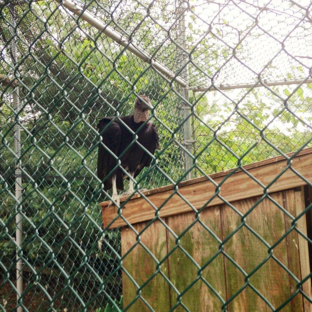 Hashawa Environmental Center - turkey vulture - Hiking Near Me - Westminster, Maryland